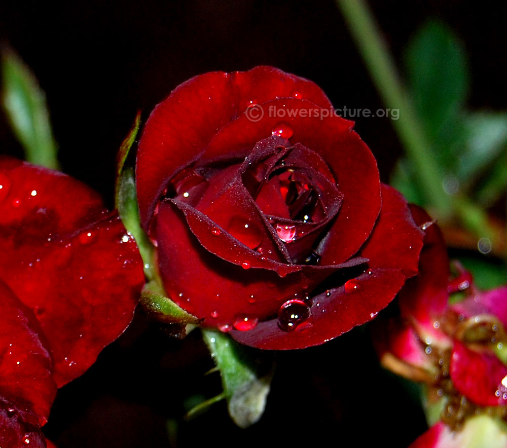 Close up view of black beauty rose