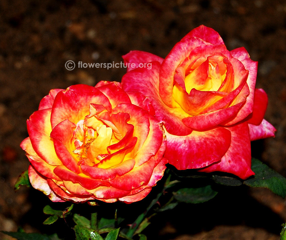 Mildred scheel rose-Foliage