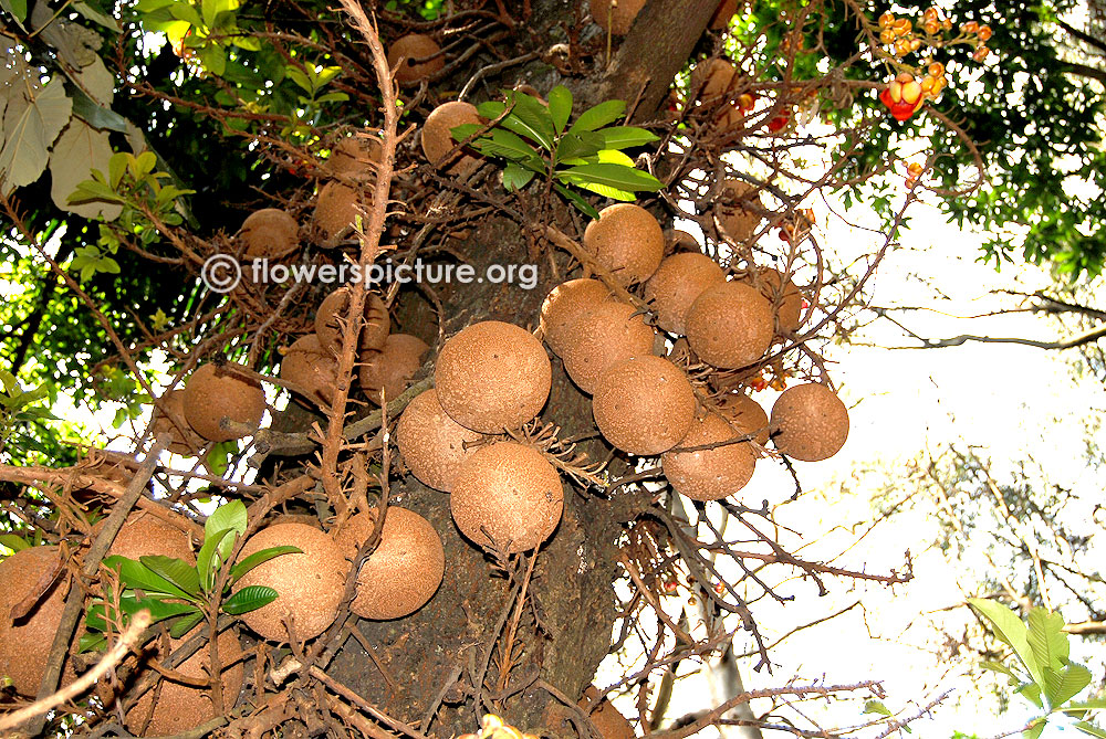 cannonball fruits