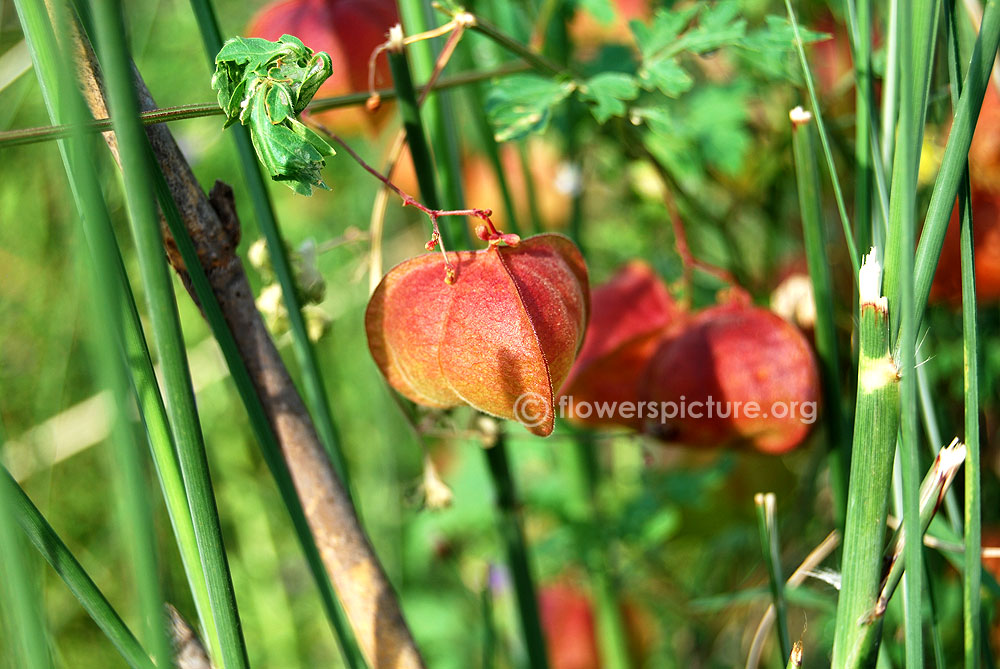 Cardiospermum corindum fruits & Foliage