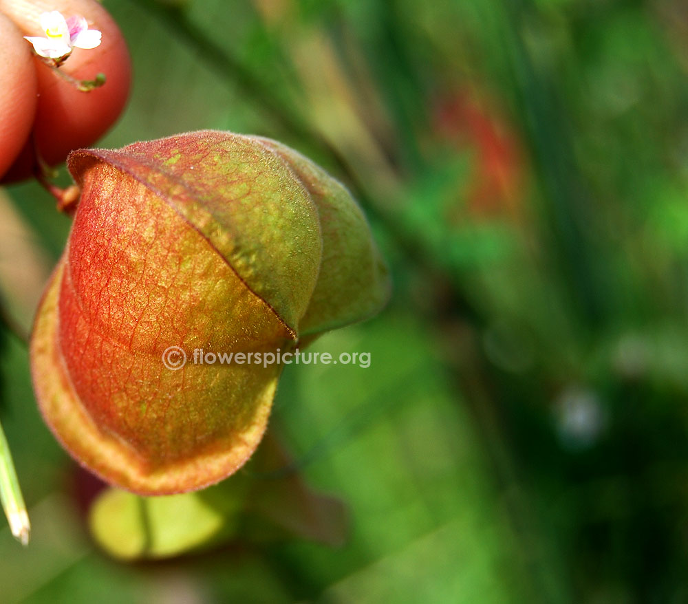 Cardiospermum corindum-Matured fruits