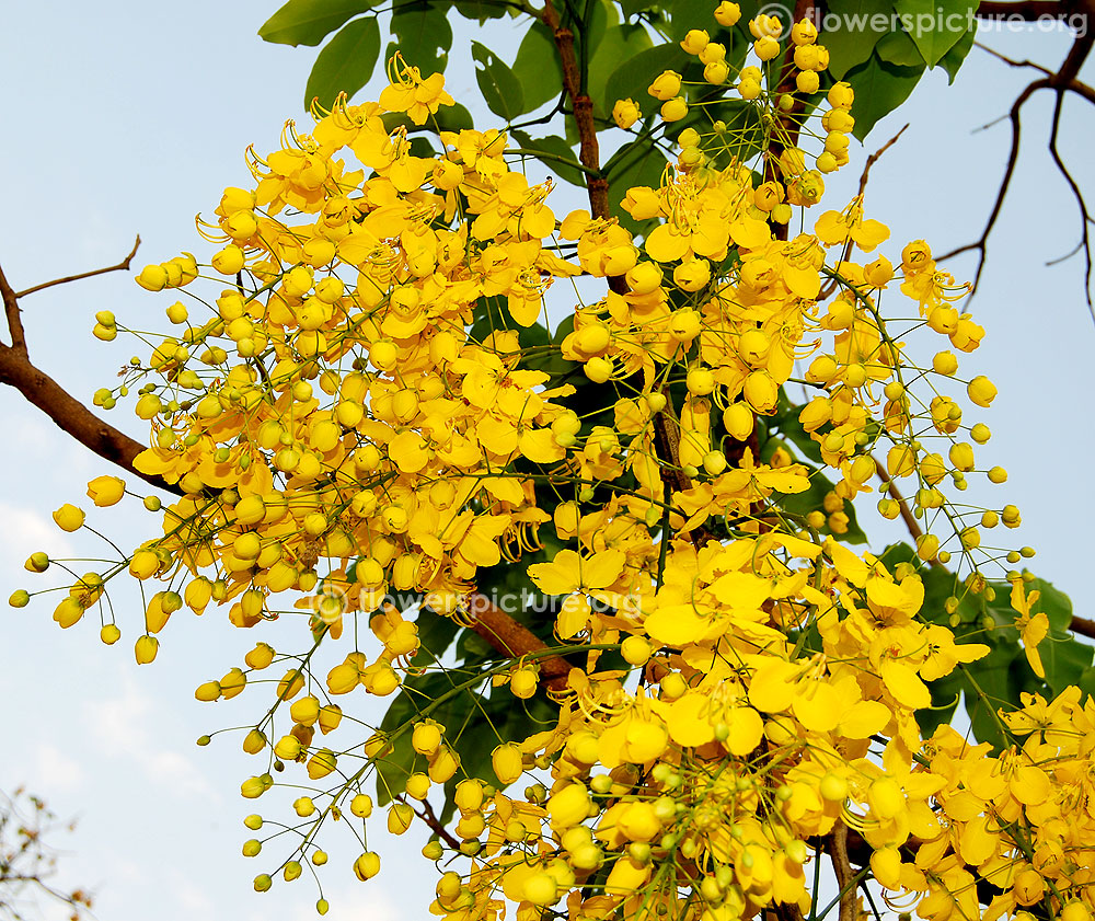 Cassia Fistula Golden Shower Tree