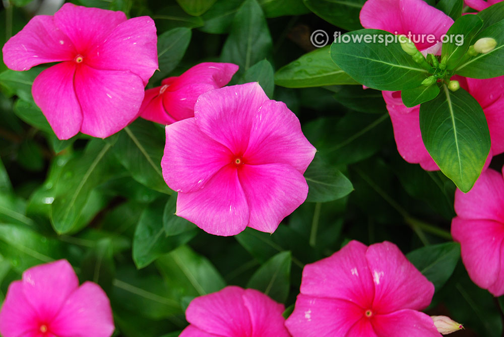 Catharanthus Roseus Pink Red