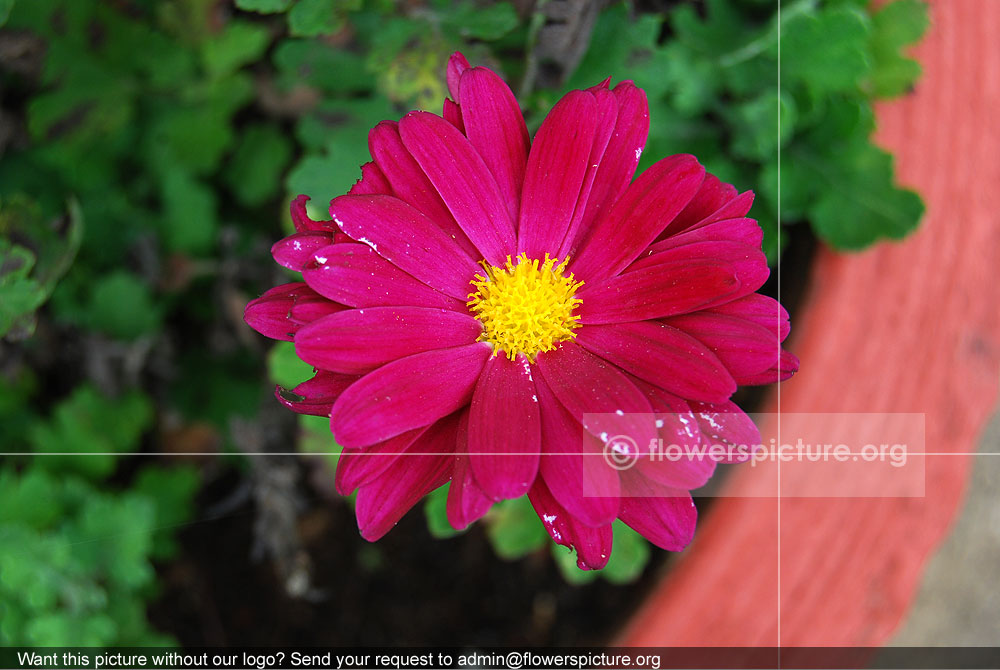 Chrysanthemum Deep Pink