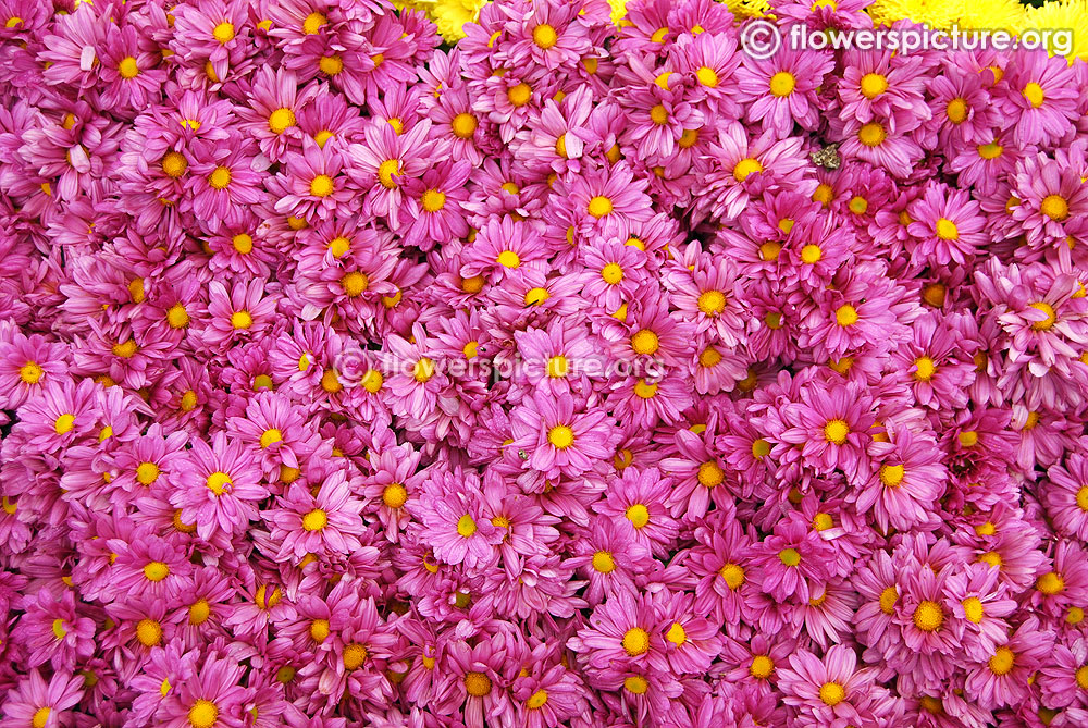 Chrysanthemum pink
