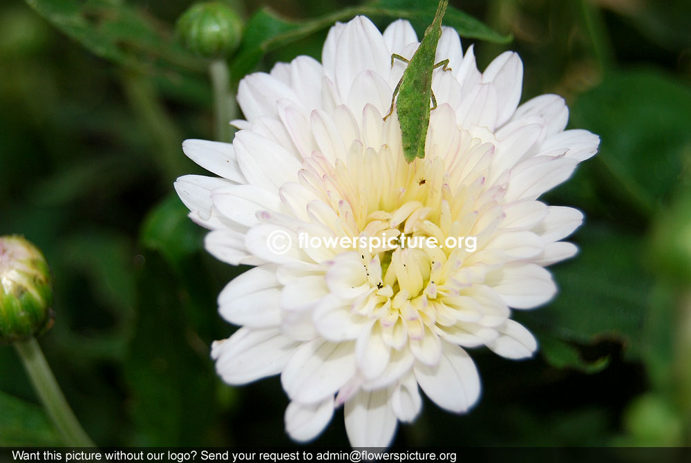 chrysanthemum white common name chrysanthemum white family asteraceae 