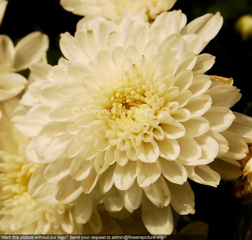 Chrysanthemum white single