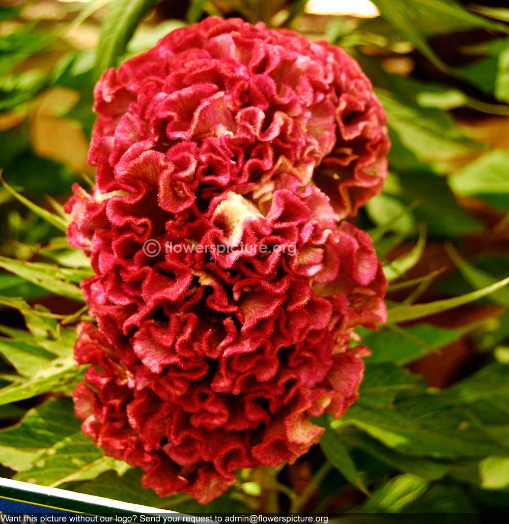 Cockscomb Red White Mixed