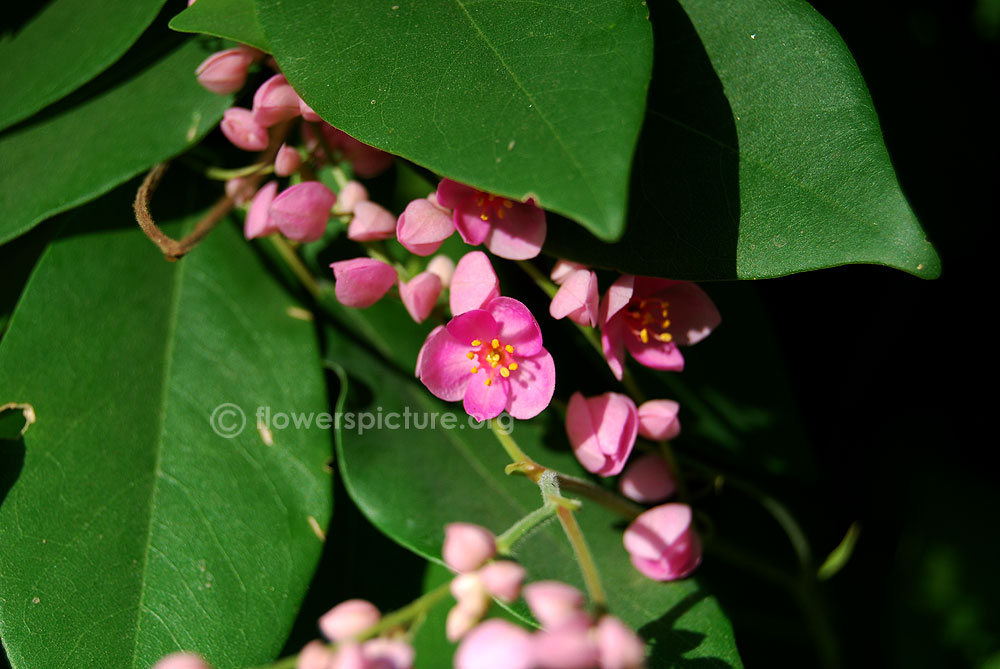 Coral vine-Immature flower buds-With full blossom