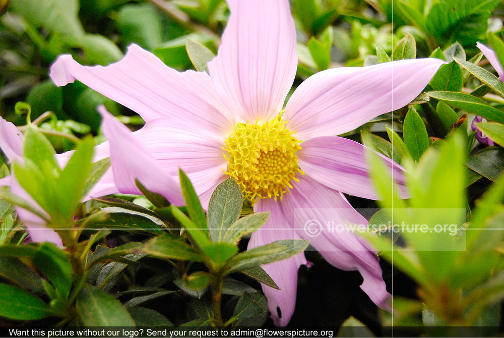 Cosmos bipinnatus flower baby pink