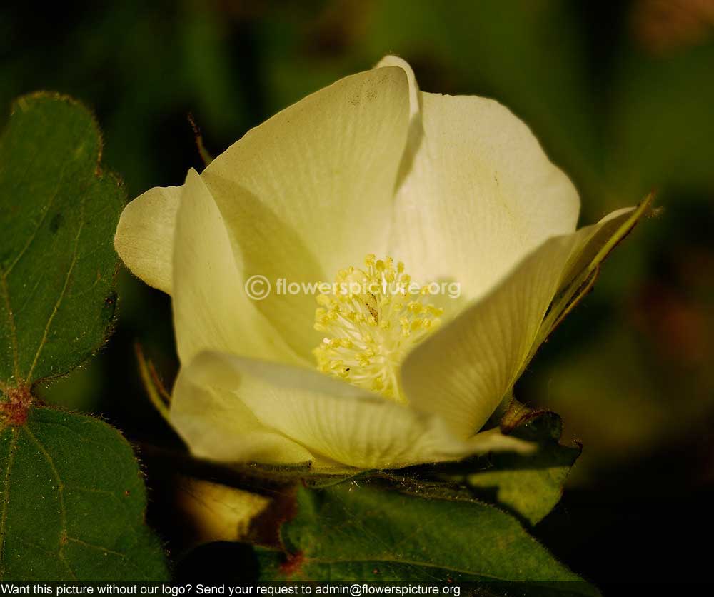Cotton Plant Flower Gossypium Hirsutum