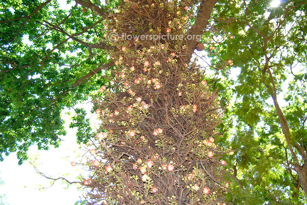 Couroupita guianensis tree with flowers