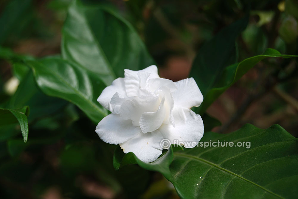 Crape jasmine-Carnation of india 