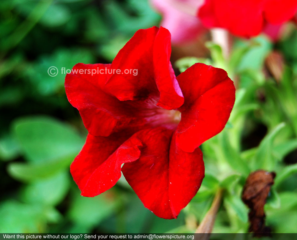Crimson petunia