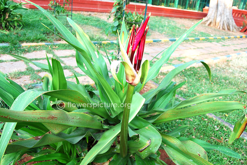 Crinum amabile-Giant spider lily plant