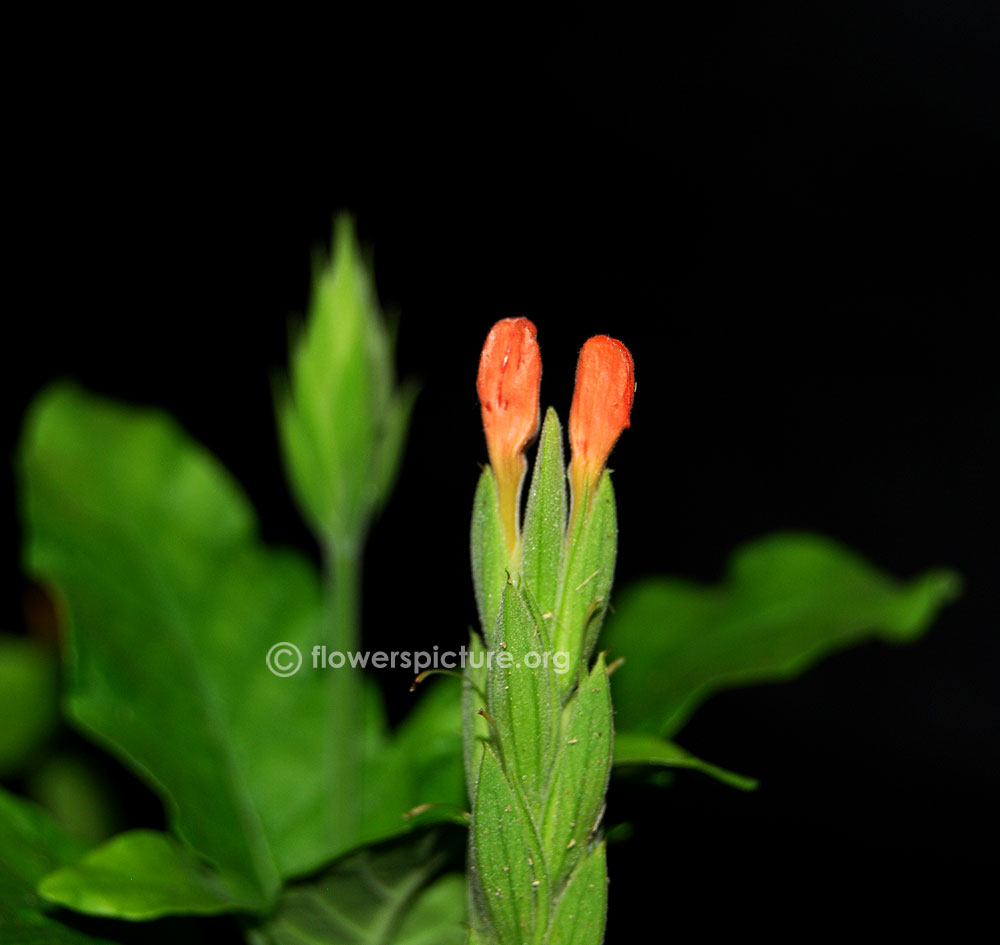 Crossandra flower buds
