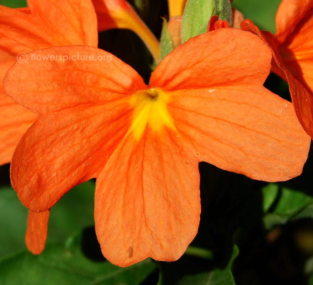 Crossandra flower-Close up view