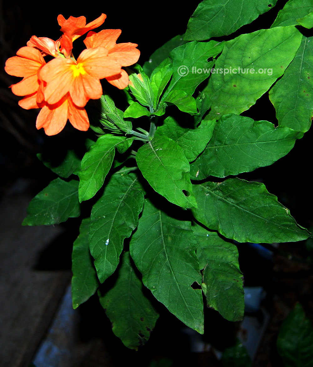 Crossandra infundibuliformis foliage and blooms