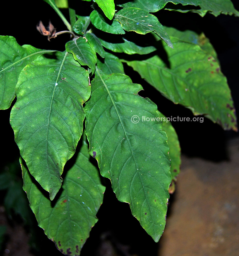 Crossandra leaves