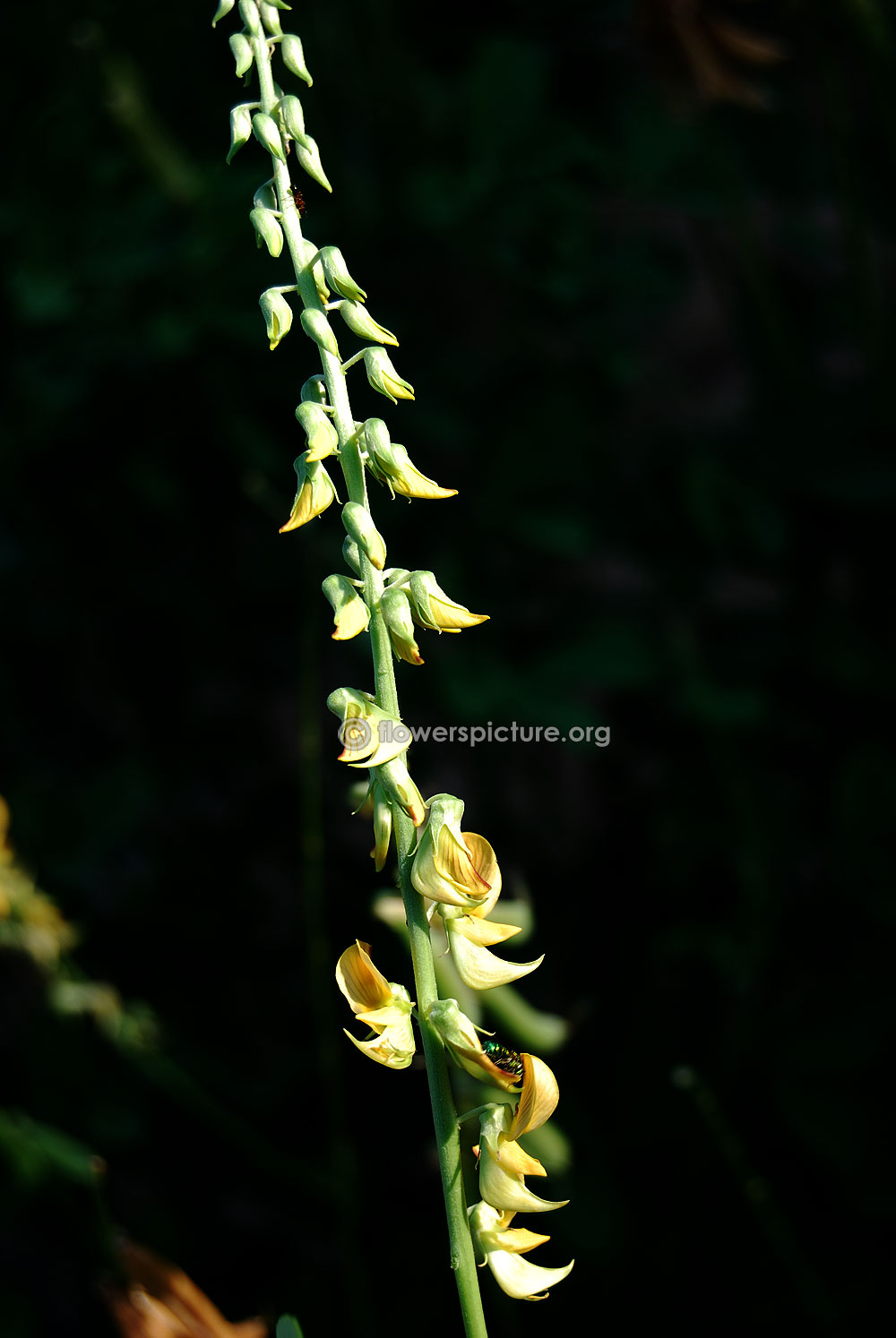 Crotalaria pallida flower stalk