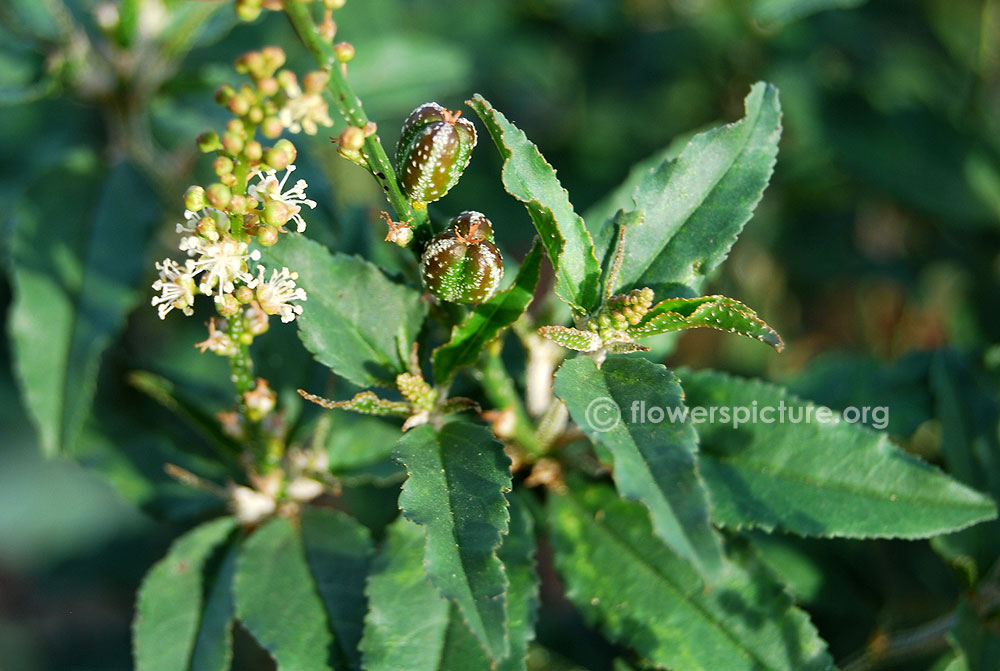 Croton bonplandianum baill fruits