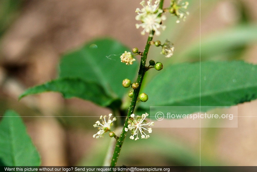 Croton bonplandianus