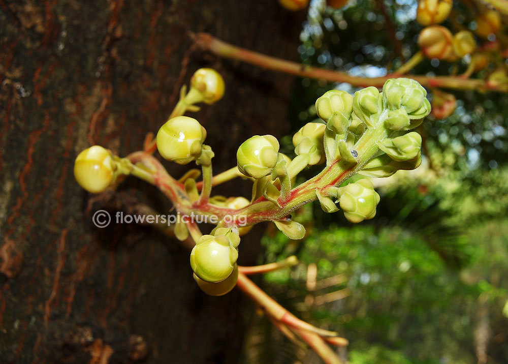 Flower buds of cannonball tree