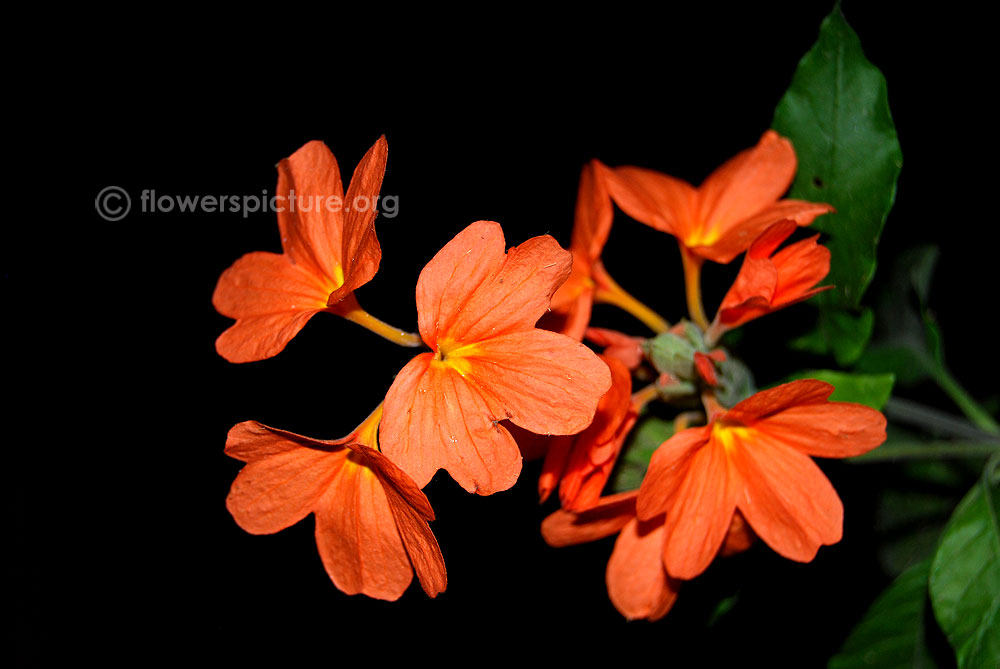 Flower of south india-Kanakambaram