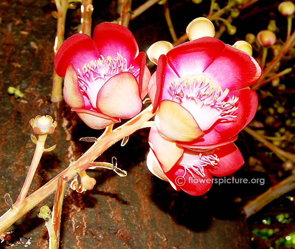 Nagalinga flower