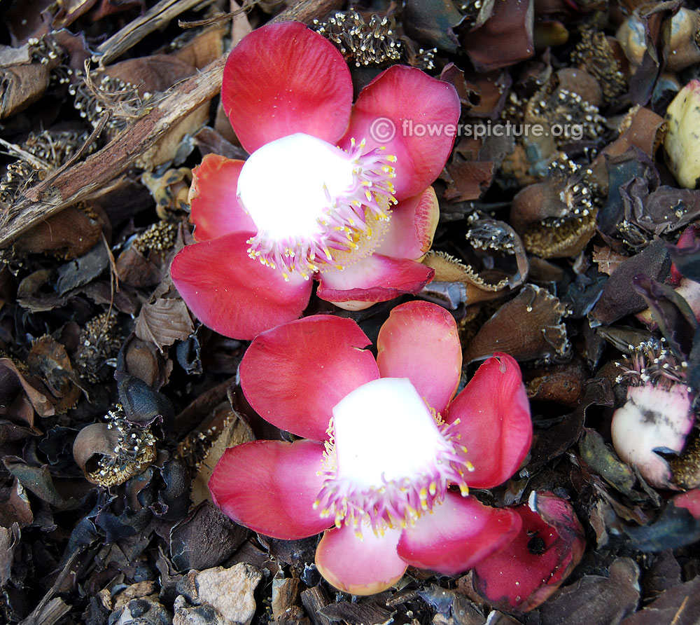 Pink coloured lingam flower