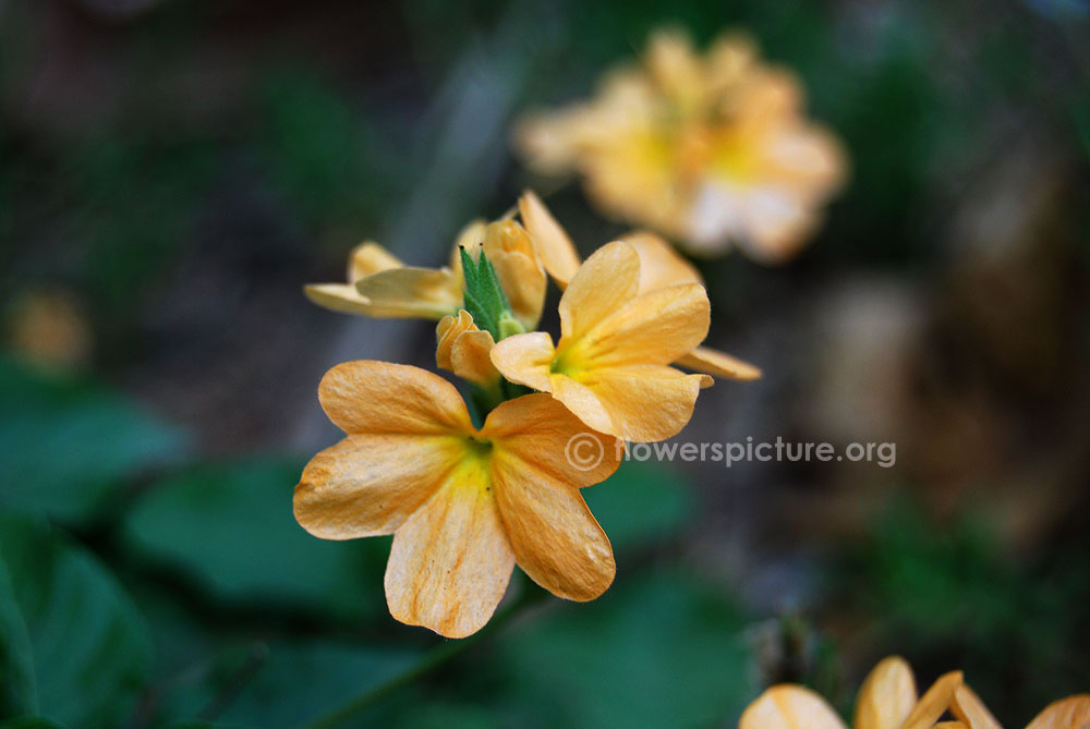 Yellow crossandra flowers