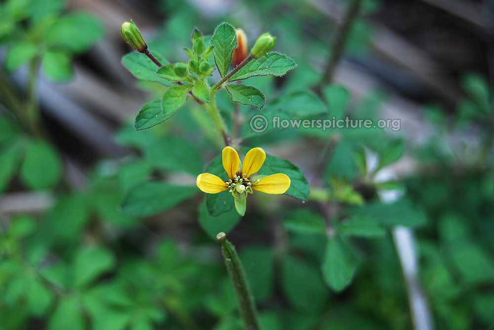 Yellow spider flower with foliage, Flower buds