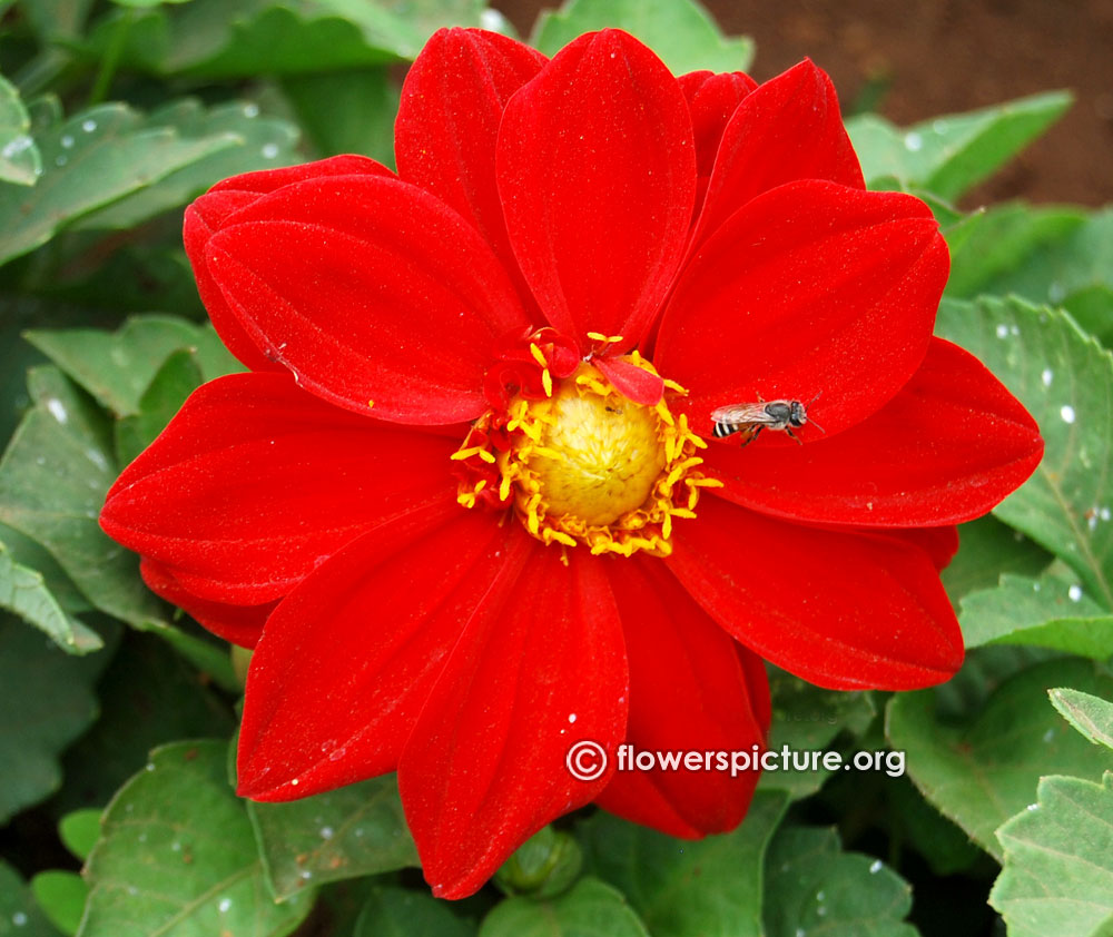 Dahlia hybrid red