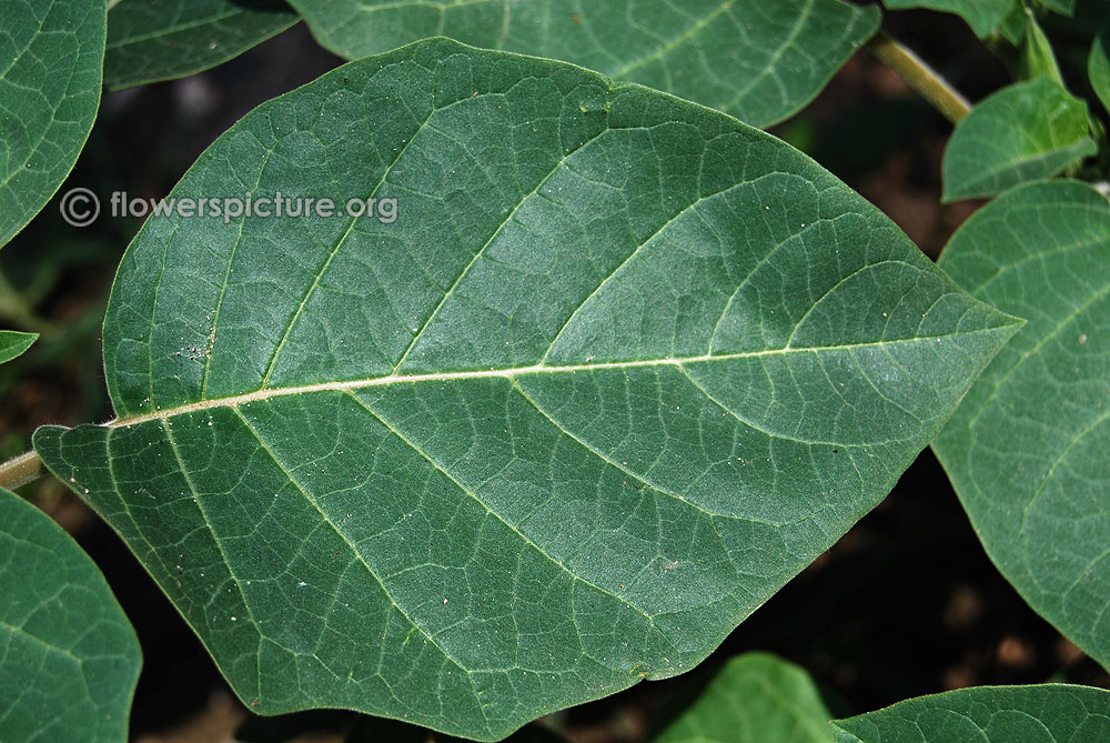 Datura innoxia leaves