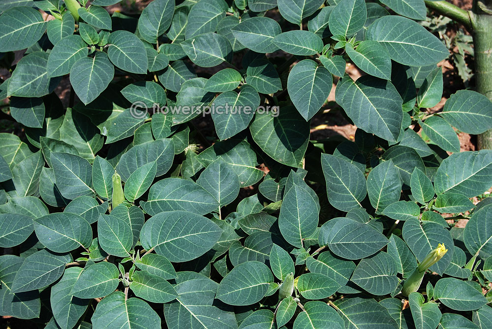 Datura innoxia plant