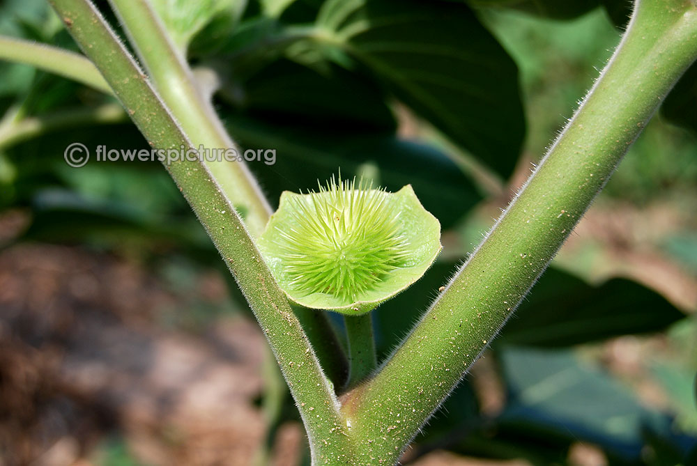 Datura innoxia young fruits and hairy stems