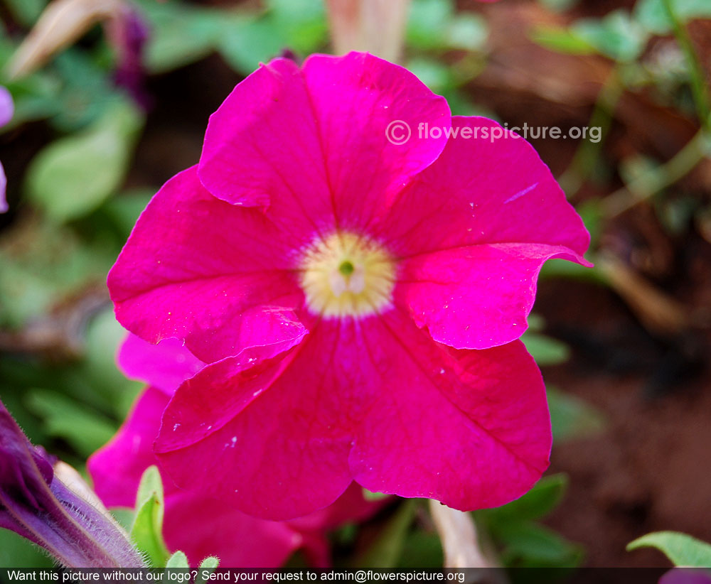 Deep pink petunia