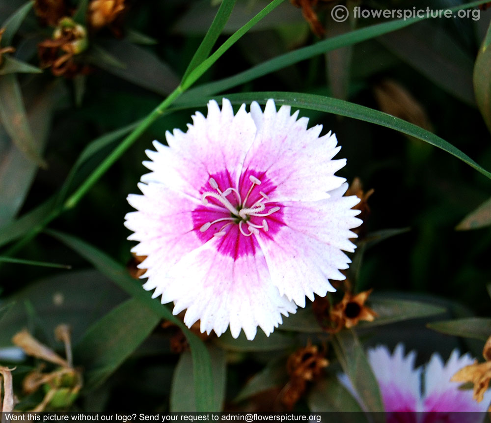 Dianthus pink with white