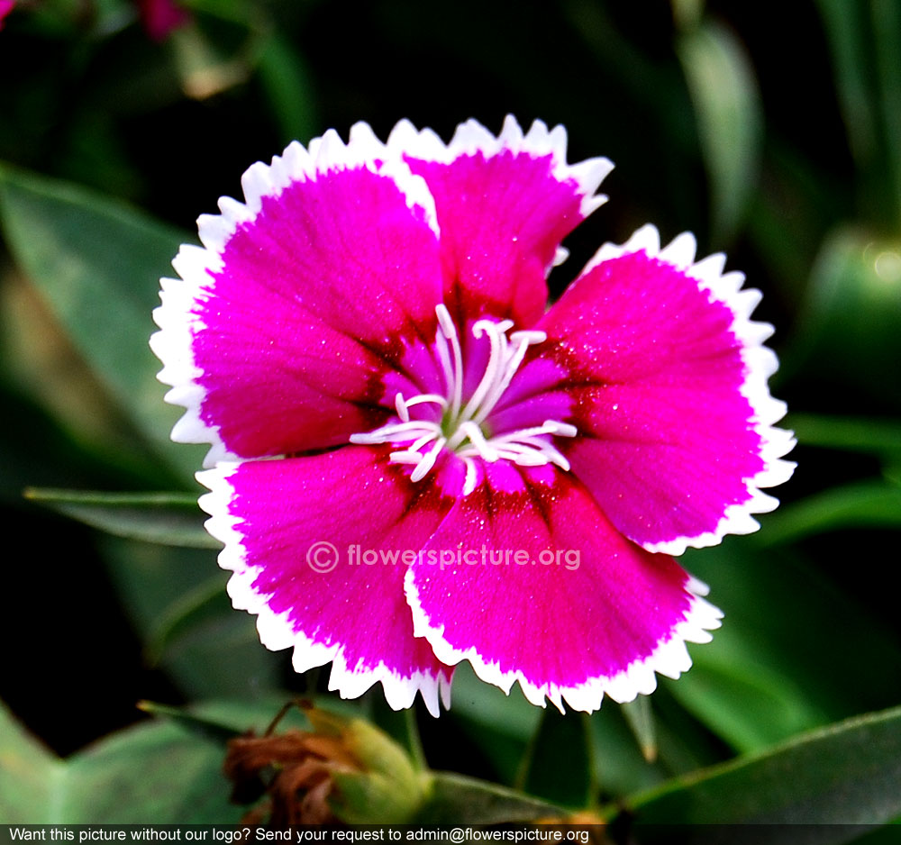 Dianthus pink