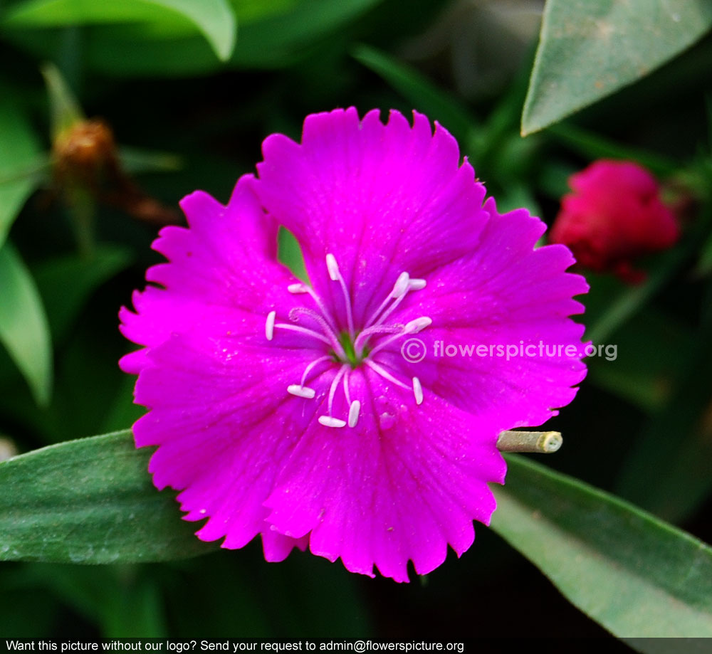 Dianthus purple