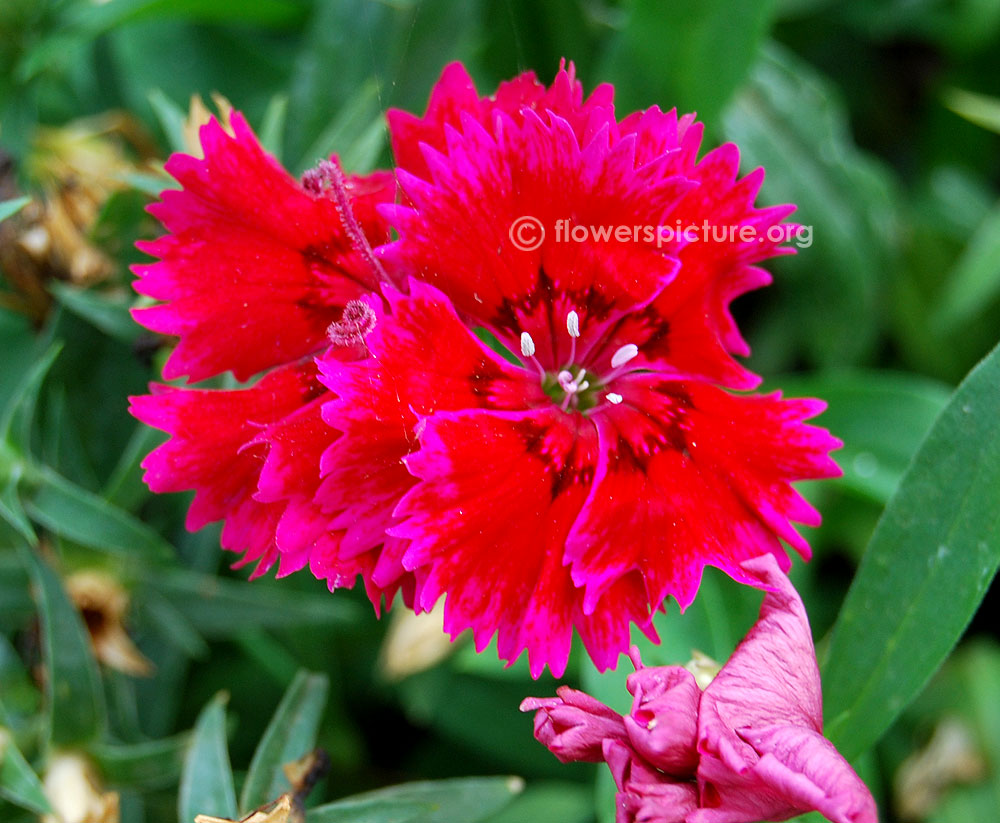 Dianthus red with black