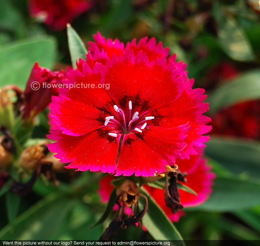 Dianthus red