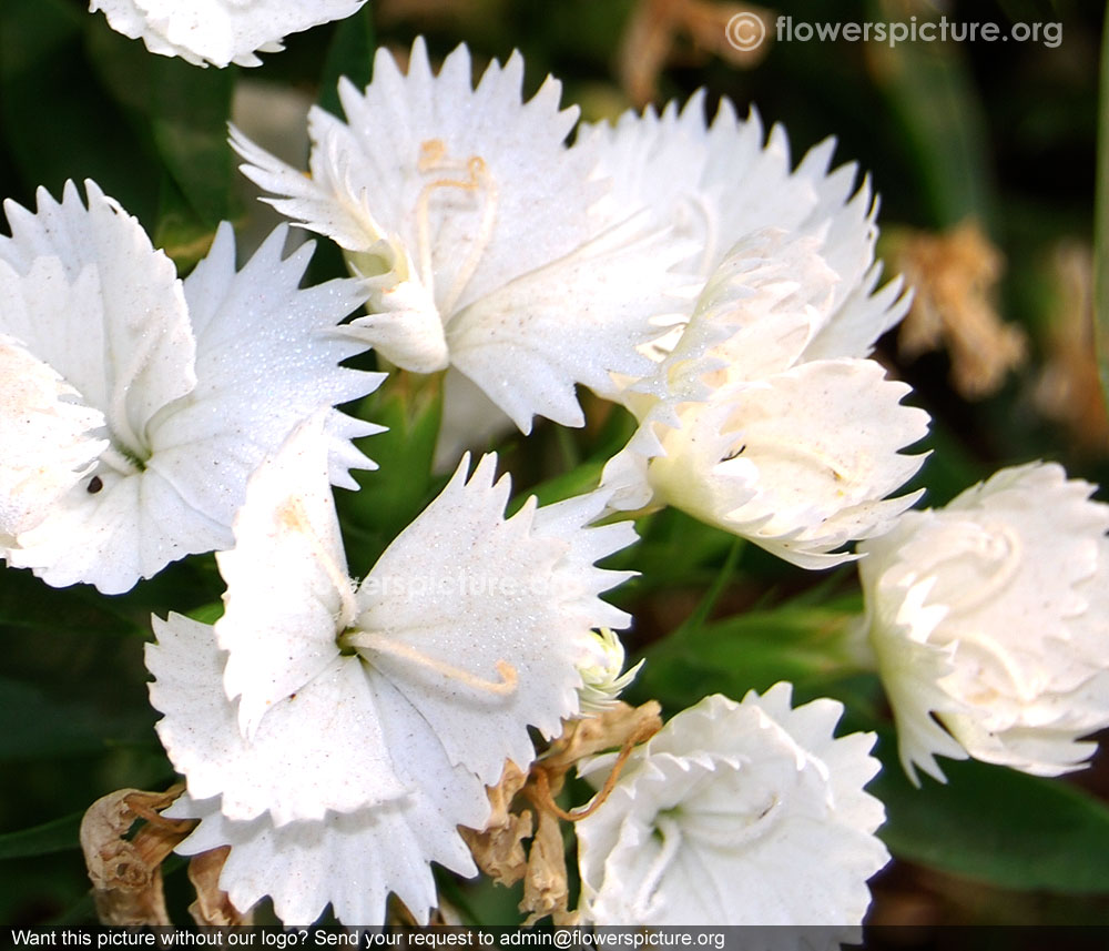 Dianthus white