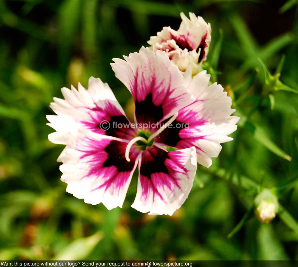 Dianthus Barbatus White Pink Blackfantasy