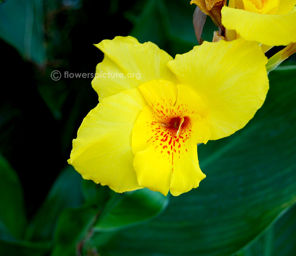 Dwarf yellow canna lily