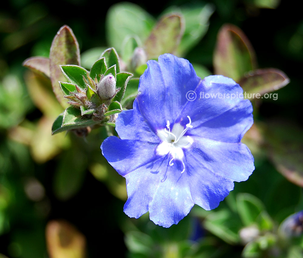 Blue daze flower bud