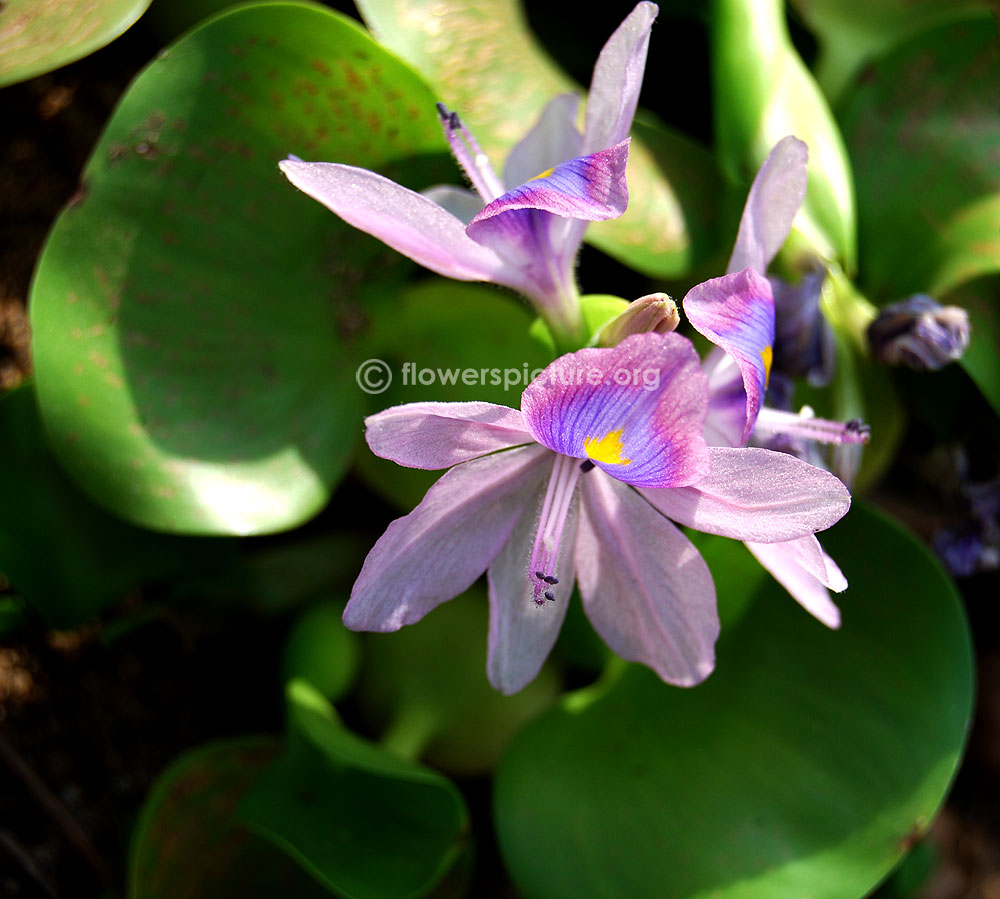 Common water hyacinth flower petals