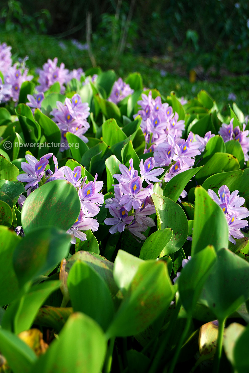 Common water hyacinth plants