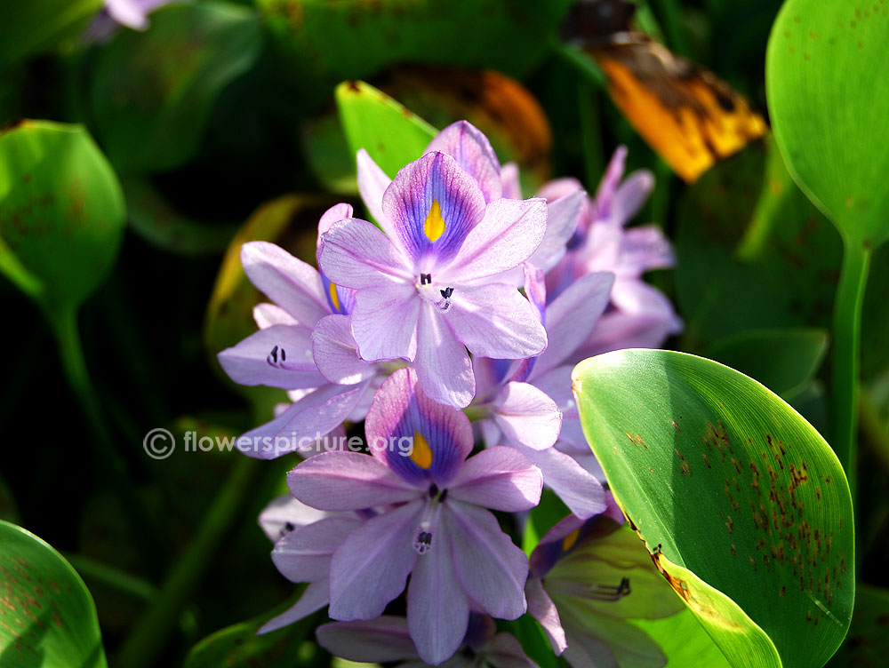 Common water hyacinth