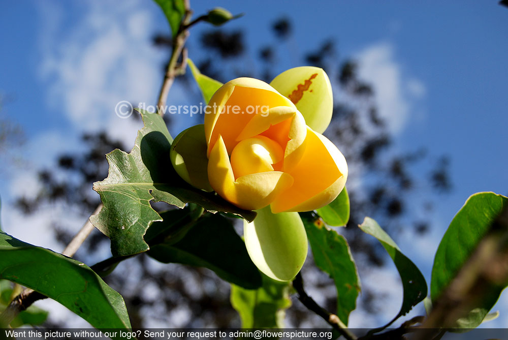 Egg magnolia